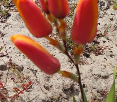 Ixia calendulacea, photographed by linkie