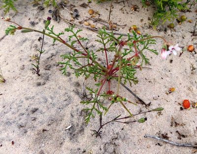 Pelargonium senecioides, photographed by linkie