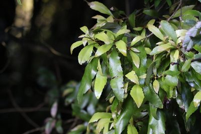 Doryphora sassafras, photographed by Greg Tasney