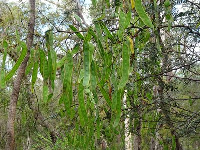 Acacia terminalis, photographed by Gary Williams