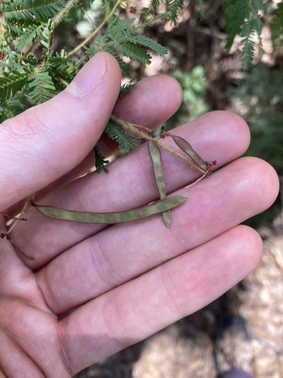 Acacia pubescens, photographed by Thomas Mesaglio