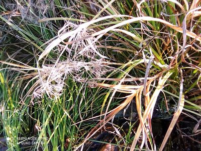 Scirpus radicans, photographed by Nadezhda Kiseleva