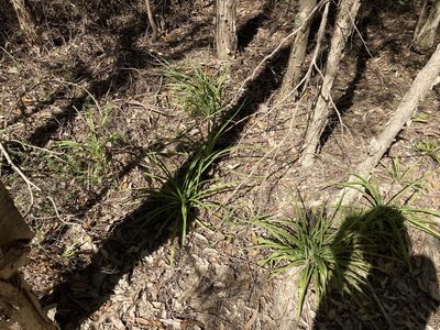 Chlorophytum comosum, photographed by Thomas Mesaglio