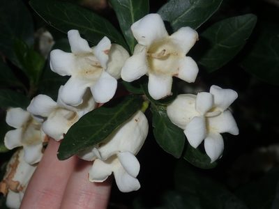 Rothmannia globosa, photographed by Thomas Mesaglio