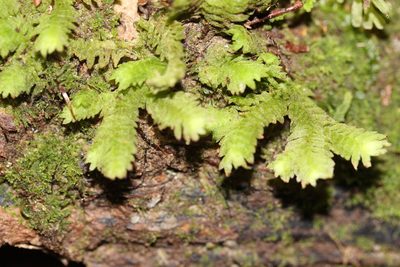 Schistochila glaucescens, photographed by Joe Dillon