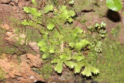 Schistochila glaucescens, photographed by Joe Dillon