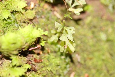 Hymenophyton flabellatum, photographed by Joe Dillon