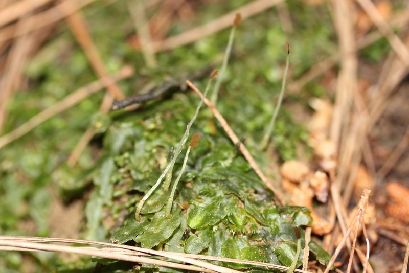 Symphyogyna subsimplex, photographed by Joe Dillon