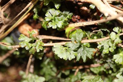 Hymenophyton flabellatum, photographed by Joe Dillon