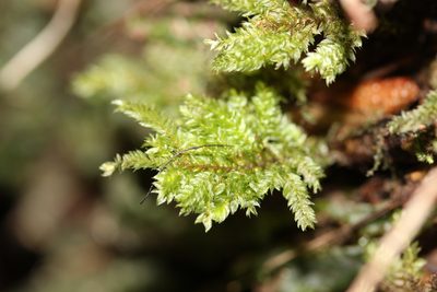 Hypnodendron arcuatum, photographed by Joe Dillon