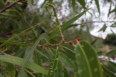 Salix gooddingii, photographed by Madeleine Claire