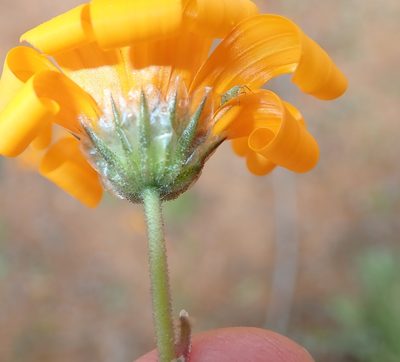 Monoculus hyoseroides, photographed by Peter Warren
