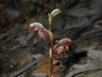 Pterostylis rufa, photographed by Thomas Mesaglio