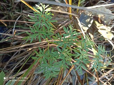 Peucedanum palustre, photographed by Nadezhda Kiseleva