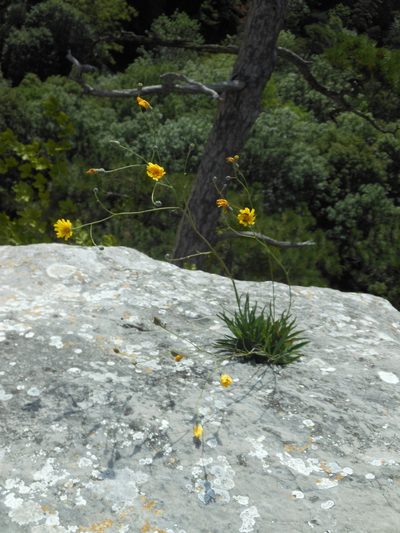 Hieracium glaucum, photographed by Michael Andresek