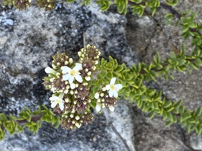 Selago setulosa, photographed by Christina