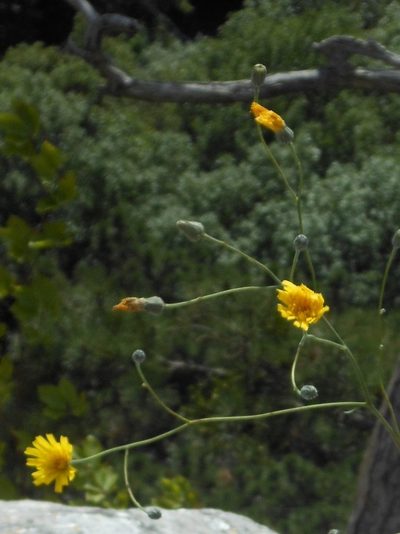 Hieracium glaucum, photographed by Michael Andresek