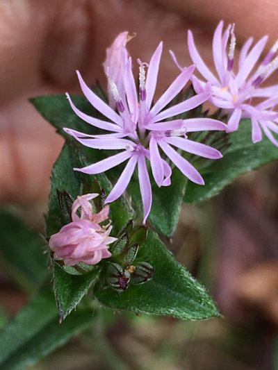 Elephantopus nudatus, photographed by Becky Dill