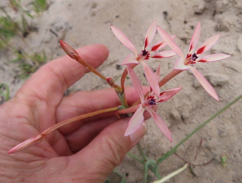 Lapeirousia anceps, photographed by linkie