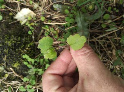 Brachyglottis sciadophila, photographed by Joe Potter Butler