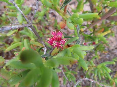 Microloma sagittatum, photographed by linkie