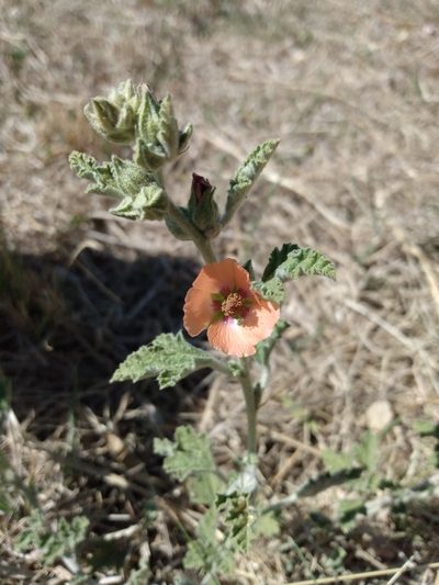 Sphaeralcea cordobensis, photographed by florsoteras