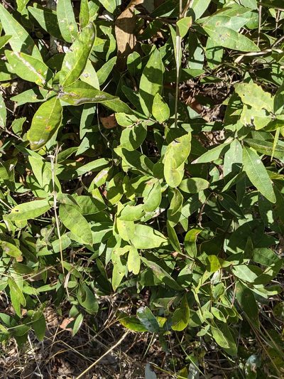 Notelaea ovata, photographed by Nick Swanson