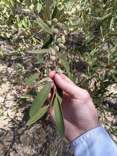 Hovea planifolia, photographed by Nick Swanson