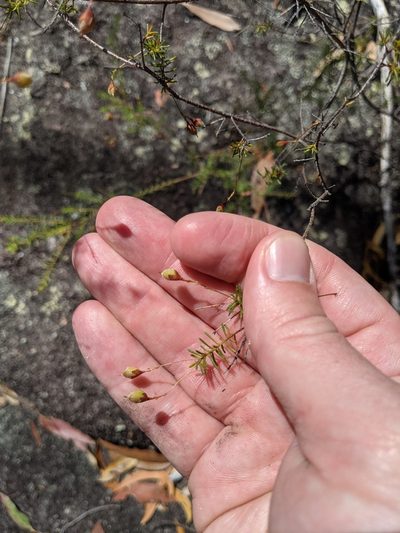 Dillwynia phylicoides, photographed by Nick Swanson