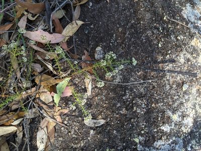 Platysace ericoides, photographed by Nick Swanson