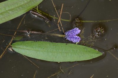 Aponogeton afroviolaceus, photographed by Warren McCleland