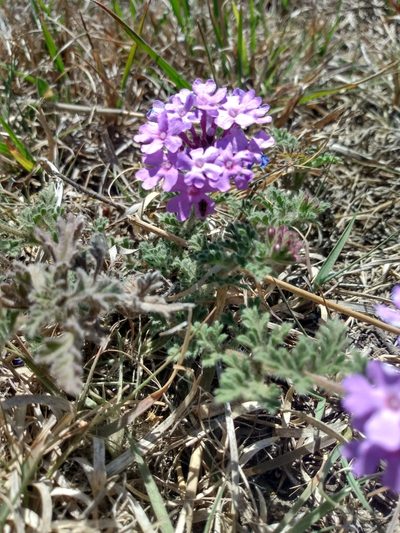Verbena venturii, photographed by florsoteras