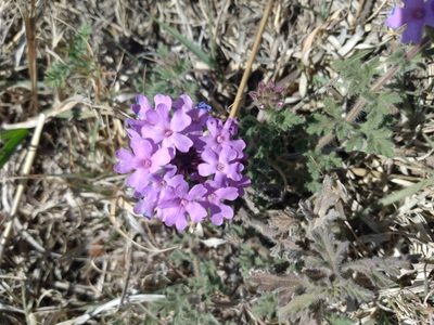 Verbena venturii, photographed by florsoteras