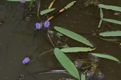 Aponogeton afroviolaceus, photographed by Warren McCleland