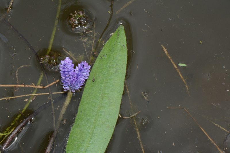 Aponogeton afroviolaceus, photographed by Warren McCleland