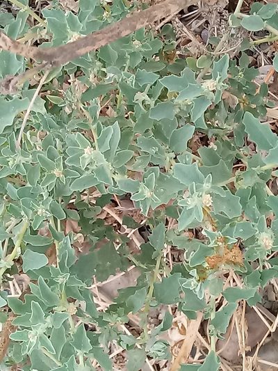 Atriplex suberecta, photographed by srsvivos