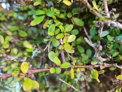 Coprosma rigida, photographed by Penelope Noel Gillette