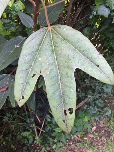 Oreopanax bogotensis, photographed by margaritarestrepou