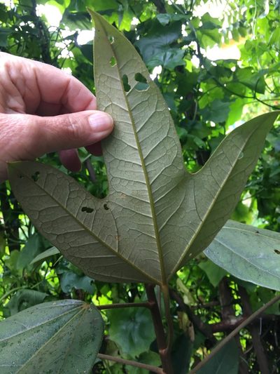 Oreopanax bogotensis, photographed by margaritarestrepou