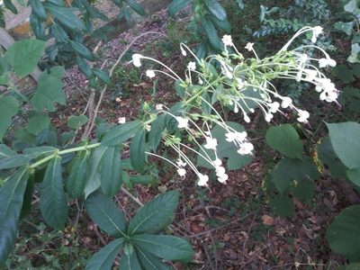 Clerodendrum indicum, photographed by Andrew Durso
