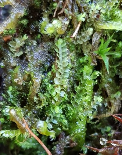 Lophozia ventricosa, photographed by Helen Waterman