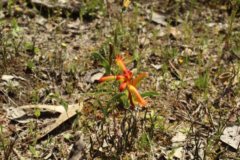 Anigozanthos humilis, photographed by Em Lamond