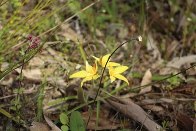 Caladenia flava, photographed by Em Lamond