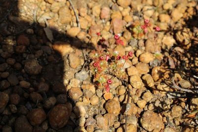 Drosera platystigma, photographed by Em Lamond
