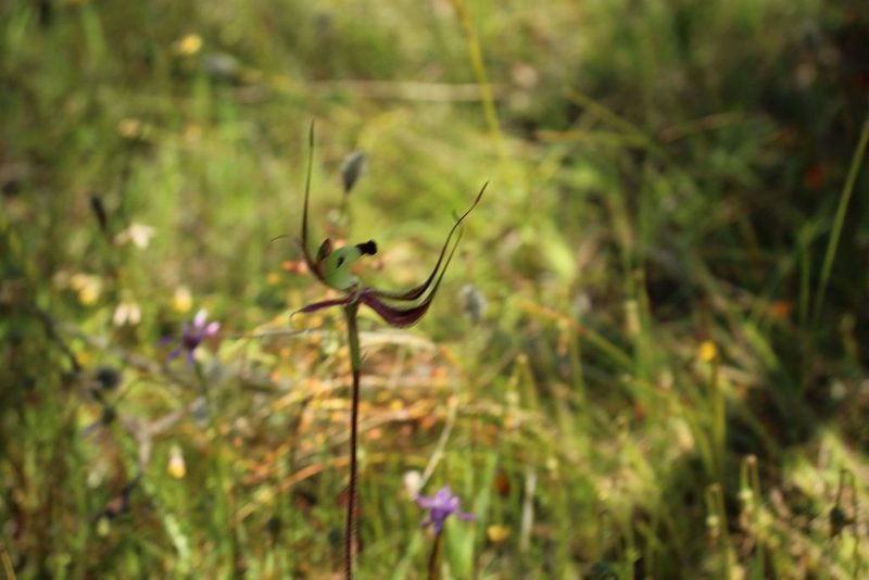 Caladenia integra, photographed by Em Lamond