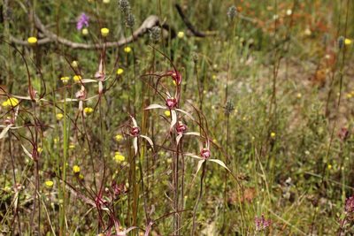Caladenia polychroma, photographed by Em Lamond
