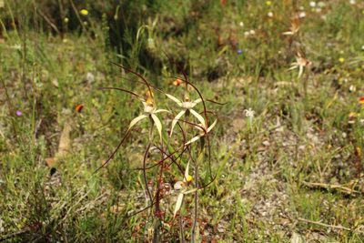 Caladenia polychroma, photographed by Em Lamond