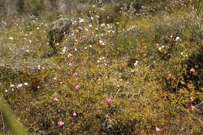 Drosera gigantea, photographed by Em Lamond