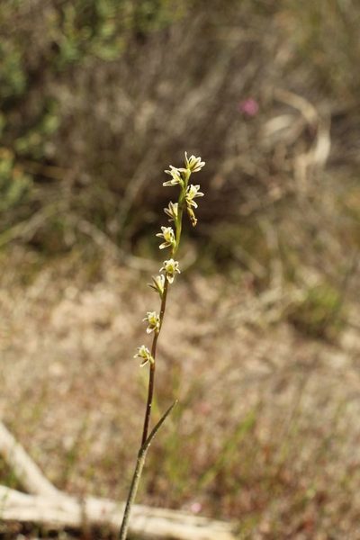 Prasophyllum plumiforme, photographed by Em Lamond