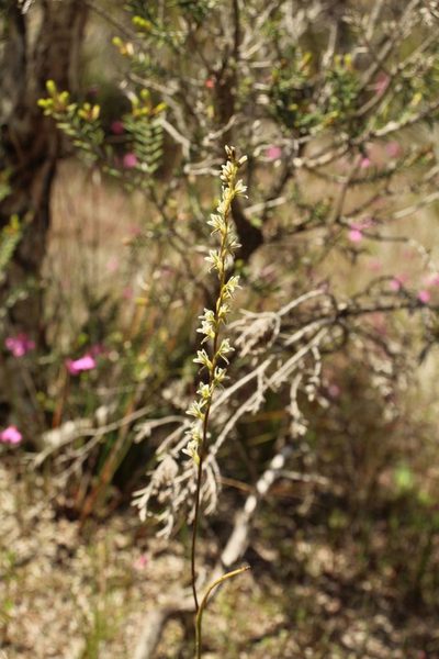 Prasophyllum plumiforme, photographed by Em Lamond